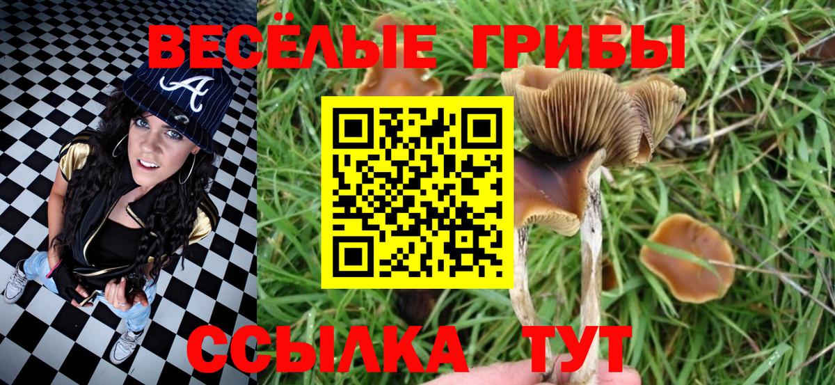 Бердск  Галлюциногенные грибы мицелий  Псилоцибиновые грибы Cubensis  купить   Вход с VPN 